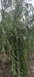 起运苗木馒头柳价格,天津10公分垂柳树种植图片