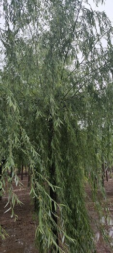 新疆金丝垂柳树种植,金丝柳树苗