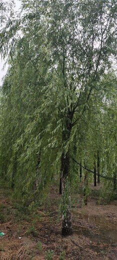 10公分垂柳树图片,金丝柳树苗