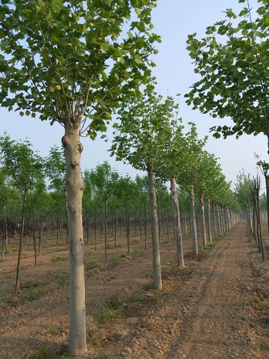 起运苗木法桐价格,宁夏法桐种植