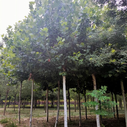 北京18公分法桐树,速生法桐