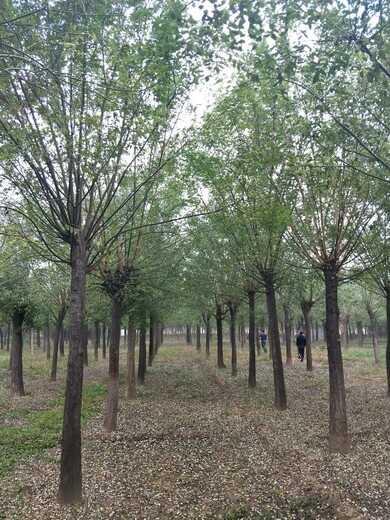 台湾35公分国槐树