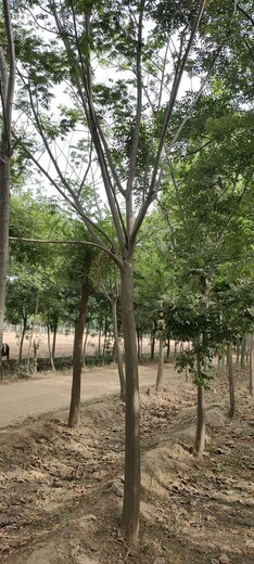 浙江18公分合欢树,合欢树图片