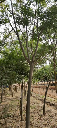 贵州10公分合欢树,合欢树图片