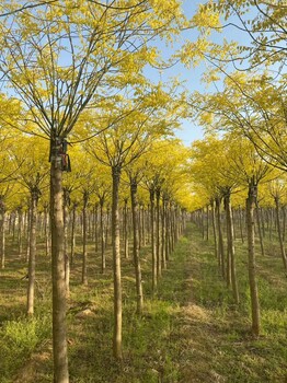 起运苗木金叶槐价格,金叶槐基地