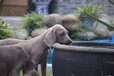 出售德國短毛威瑪獵犬魏瑪犬的價格多少魏瑪家園犬舍