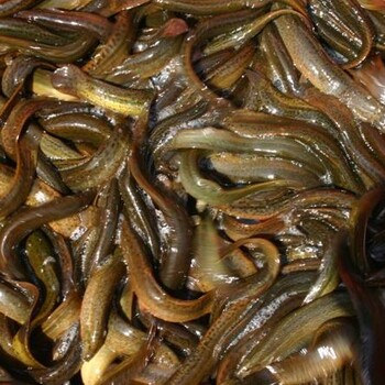广西泥鳅养殖基地泥鳅种苗供应,免费养殖技术培训包回收