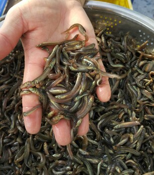 广西茂林泥鳅养殖基地泥鳅苗长期供应，成品鱼量大可回收