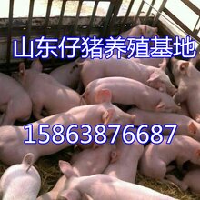 临沂仔猪价格图片