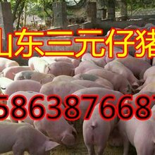三元仔猪多少钱一斤图片
