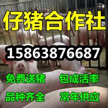 2017年仔猪批发价格图片