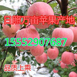 山东纸袋红富士苹果产地红富士苹果产地大量批发图片2