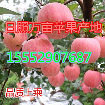 山东红富士苹果产地红富士苹果批发价格