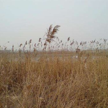 除草公司北京除草公司（昌平区除杂草荒草公司）