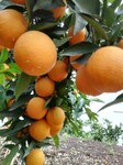 精品原产地夏橙大量供应