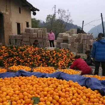 大量脐橙出售