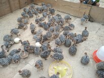 浙江养殖场鸵鸟价格鸵鸟多少钱一只鸵鸟价格图片2