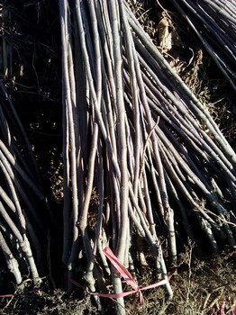 1公分蘋果苗價(jià)格2公分蘋果苗基地