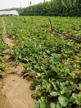 甜寶草莓苗批發(fā)價格甜寶草莓苗多少錢一棵