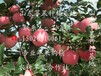 今日山东红富士苹果供应价格