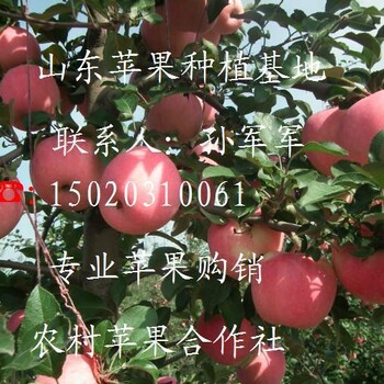 山东红富士苹果新批发价格