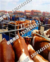 肉牛交易市場的小牛崽種苗按個出售