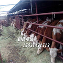 飼養(yǎng)肉牛犢-珠海利木贊肉牛犢-肉牛價格