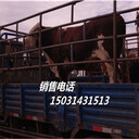 小牛犢-福州品種小牛犢-活牛市場
