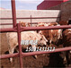 张北县牲畜市场供应好品种的肉牛犊