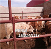 張北縣牲畜市場供應好品種的肉牛犢