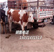 育肥肉牛犊-安庆大三角头育肥肉牛犊-肉牛犊报价