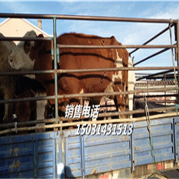 肉牛_肉牛犊_肉牛价格肉牛养殖技术_养牛就上肉牛养殖网