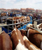 肉牛養殖在張家口黃牛市場牲畜市場肉牛養殖