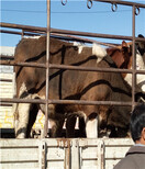 河北张家口肉牛犊价格_肉牛犊图片0