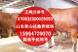 贵州黔东南黄平县养50头牛需要多少资金.需要多大场地？