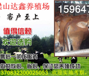 贵州黔东南三元杂交牛犊小牛犊批发多少钱一头.哪里有批发的图片
