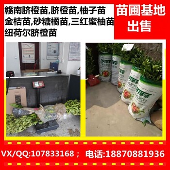 云南脐橙苗批发价_福建纽荷尔脐橙苗基地_湖北金桔苗哪里卖