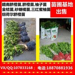 江西血橙苗批发_云南红肉脐橙苗哪里卖_脱毒纽荷尔脐橙苗求购图片0