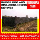 福建血橙苗图片_福建柚子树苗求购_金桔苗基地图片0