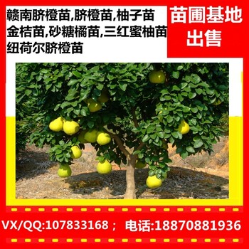 湖南紐荷爾臍橙苗圖片_貴州紅肉臍橙苗報價_三紅蜜柚苗哪里賣