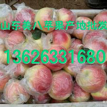 山东美八苹果基地分布在哪里美八苹果产地实时价格报价图片