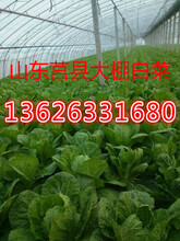 山東大棚白菜種植基地新鮮大白菜上市價格圖片