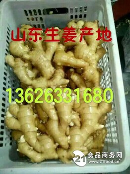 河南2018下半年生姜價(jià)格山東產(chǎn)地價(jià)格如何