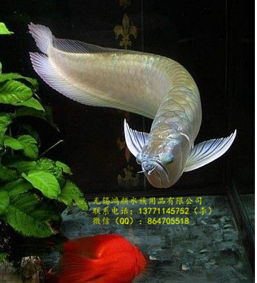 发财鱼热带观赏鱼活体鱼风水鱼财神鱼