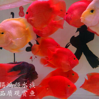 無(wú)錫觀賞魚出售元寶發(fā)財(cái)魚
