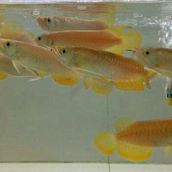 常州觀賞魚出售大型發(fā)財(cái)魚金龍魚