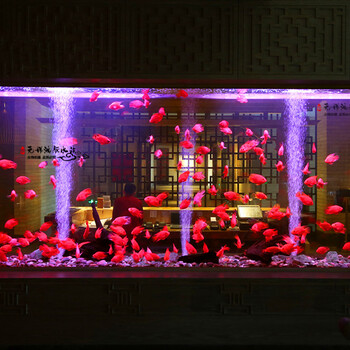 清洗魚(yú)缸魚(yú)缸清洗魚(yú)缸養(yǎng)護(hù)清洗海鮮池等各類(lèi)魚(yú)缸