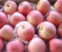 山东美国八号苹果价格美八苹果产地美八苹果哪里便宜