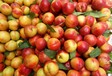 油桃价格油桃产地油桃行情报价优质油桃大量上市供应