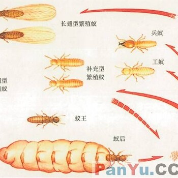 广州灭白蚁广州灭白蚁公司广州较的灭白蚁公司